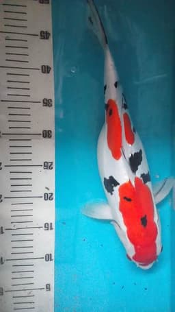 Aqilla koi