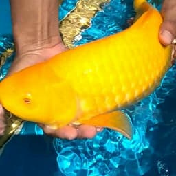 Ajis koi