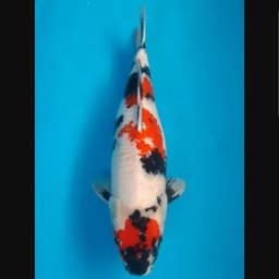 Tris Koi