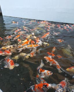 Garis Lurus Koi