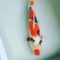 Kohi koi