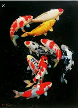 KIKI KOI