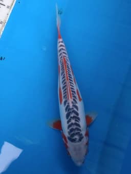 Agung Koi.