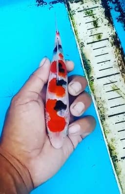 DZAR KOI