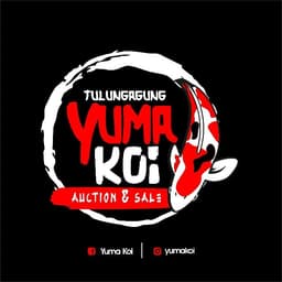 Yuma Koi