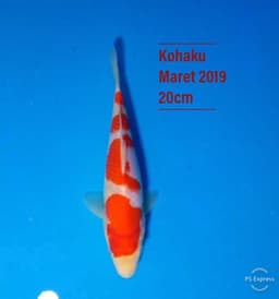 Himalaya Koi