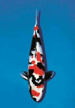 HAFISH KOI 
