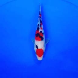 Fishchery koi