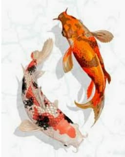 Agus Koi