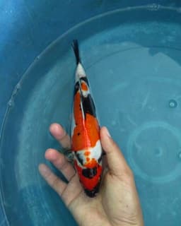 Alfin koi~~~