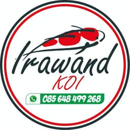 Irawand koi