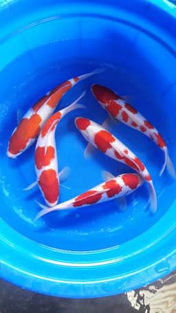 Bambu koi