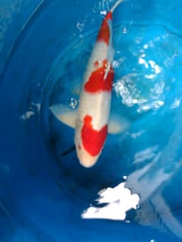 Pulo koi 