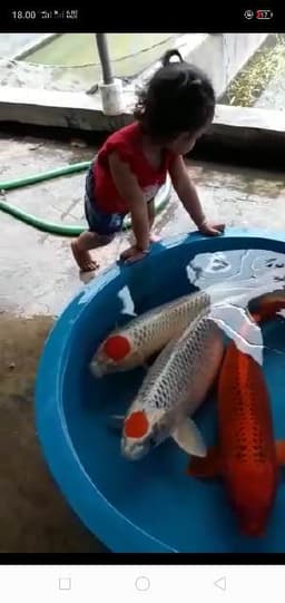 Hazzz