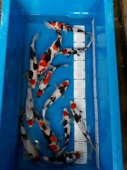 Mey koi 