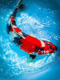 Satria koi 