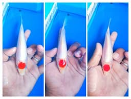 Syifa koi