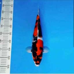 Syin Syin Koi 