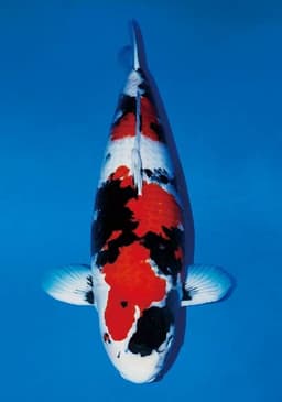 geng koi