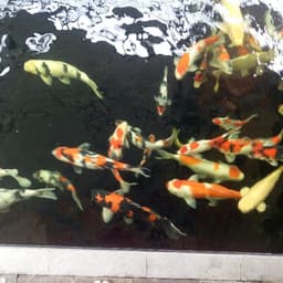 Aryanta koi