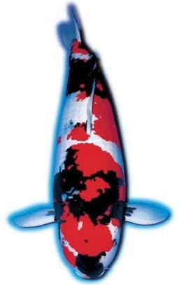 Khanza koi
