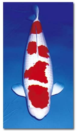 YONDAIME KOI