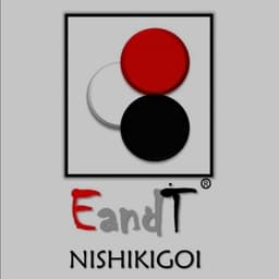 EandT Koi Fish