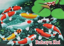 Rahayu Koi