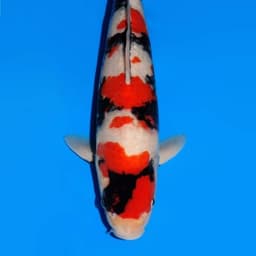 Deden koi
