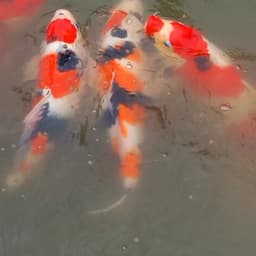 wajakkoi