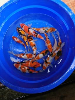 SS KOI FARM 
