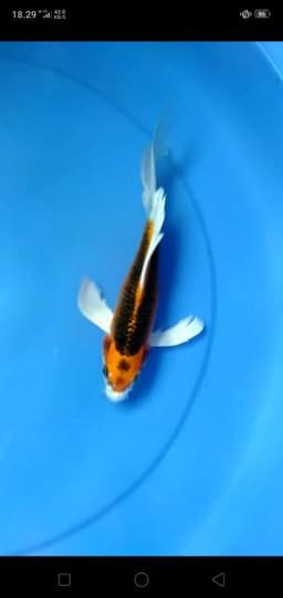Ra koi