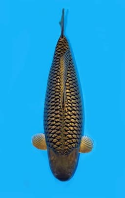 NACHi Koi