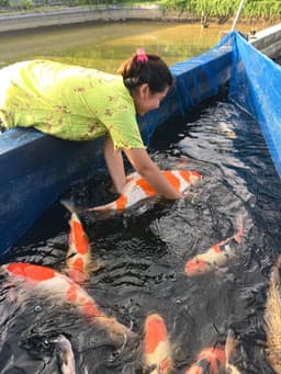 Daisy Koi