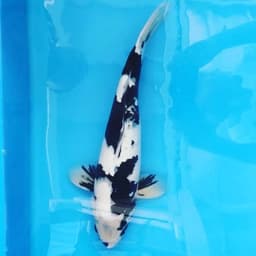 Urbankoi