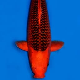 LUXURYKOI