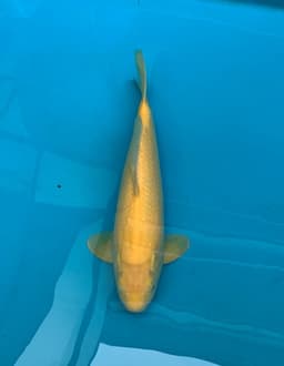 Hobbies koi