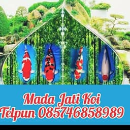 Mada Jati Koi 