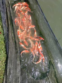 Cendrawasih koi farm