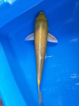  Doreng koi 