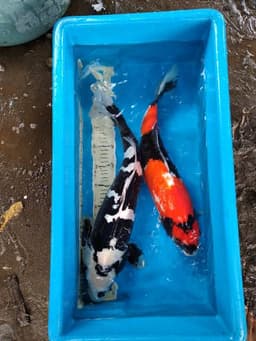 Surya jaya koi