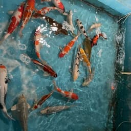 Rambo Koi