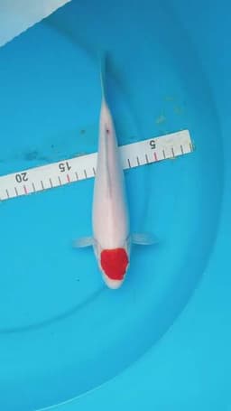 mitra koi