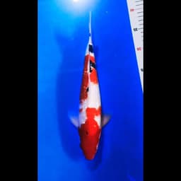 Havana koi