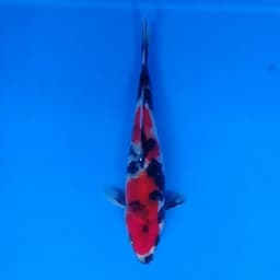 Reyna koi farm