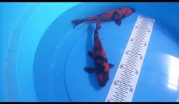 DAN KOI