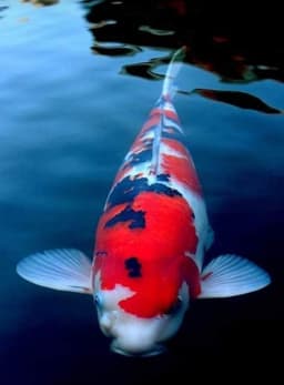FishKoi 