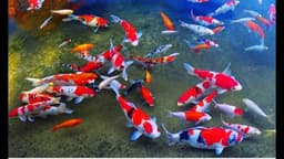 Feeza.koi