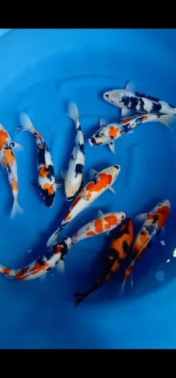 Tata Koi