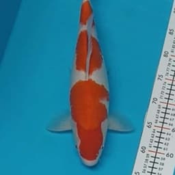GA-KO